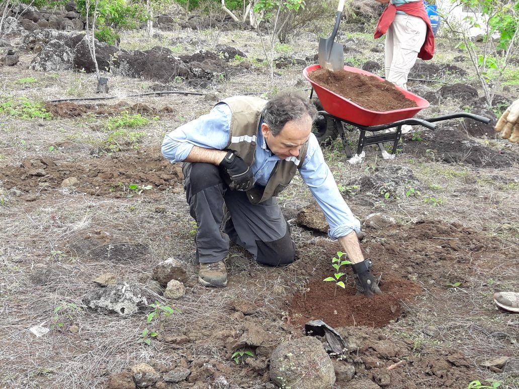 As part of conservation work in Ecuador for volunteers over 50, a man replants a sapling. As part of his Conservation work in Ecuador for older adults, a Projects Abroad volunteer helps planting indigenous plants.
